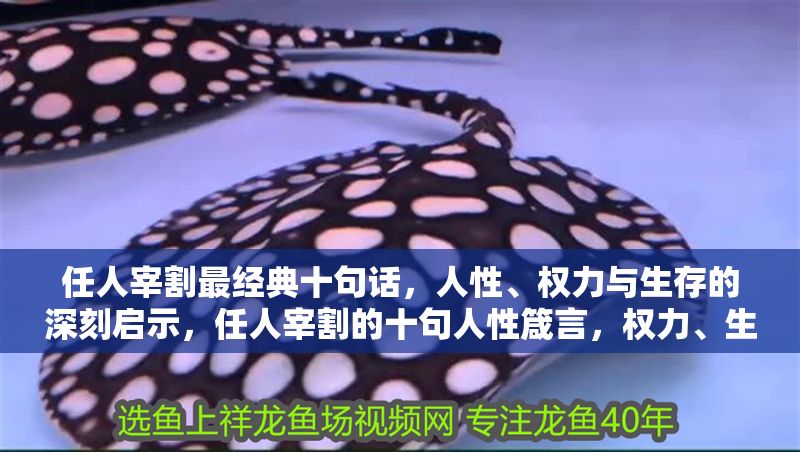 任人宰割最經典十句話，人性、權力與生存的深刻啟示，任人宰割的十句人性箴言，權力、生存與赤裸真相 任人宰割最經典十句話，人性、權力與生存的深刻啟示，任人宰割的十句人性箴言，權力、生存與赤裸真相 龍魚百科 第1張