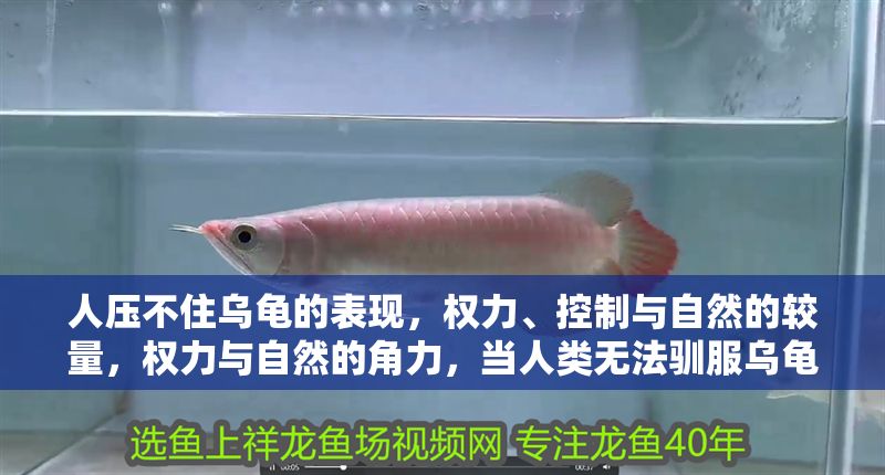 人壓不住烏龜?shù)谋憩F(xiàn)，權(quán)力、控制與自然的較量，權(quán)力與自然的角力，當人類無法馴服烏龜?shù)碾[喻