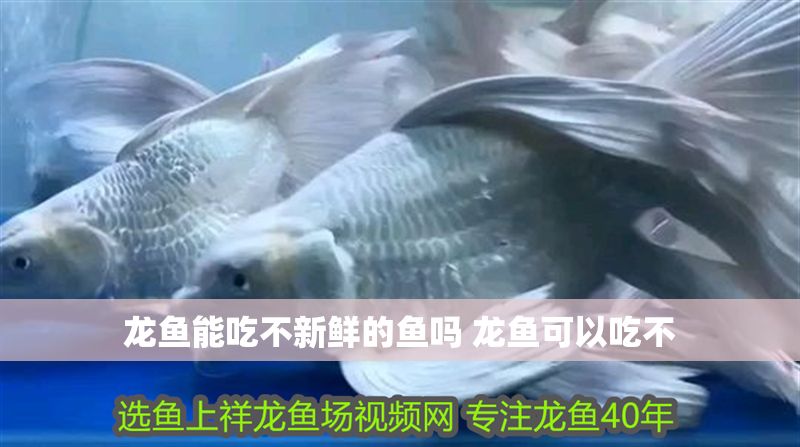 龍魚能吃不新鮮的魚嗎 龍魚可以吃不 龍魚百科 第1張 龍魚能吃不新鮮的魚嗎 龍魚可以吃不 龍魚能吃不新鮮的魚嗎 龍魚可以吃不 龍魚百科 第1張