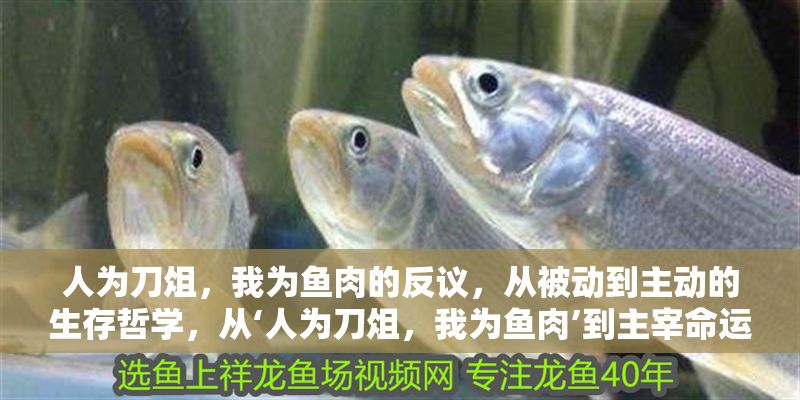人為刀俎，我為魚肉的反議，從被動到主動的生存哲學(xué)，從‘人為刀俎，我為魚肉’到主宰命運，論被動生存到主動掌控的哲學(xué)蛻變