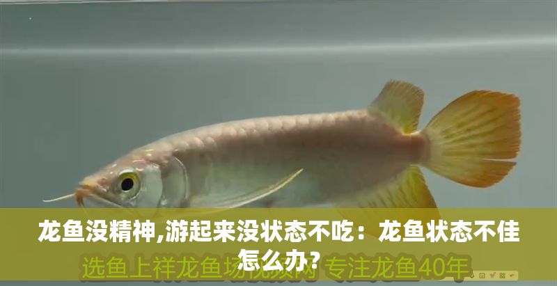 龍魚沒精神,游起來沒狀態不吃：龍魚狀態不佳怎么辦？
