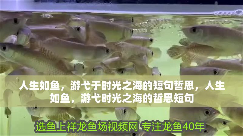 人生如魚，游弋于時光之海的短句哲思，人生如魚，游弋時光之海的哲思短句 人生如魚，游弋于時光之海的短句哲思，人生如魚，游弋時光之海的哲思短句 龍魚百科 第1張