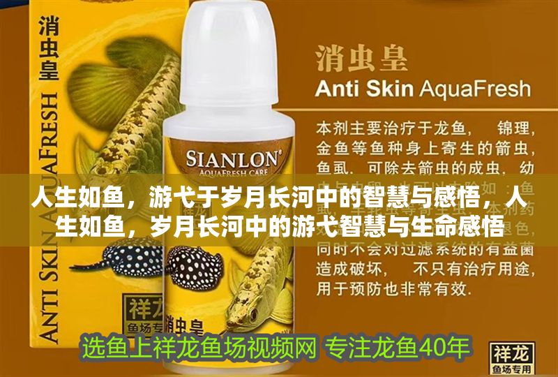 人生如魚，游弋于歲月長河中的智慧與感悟，人生如魚，歲月長河中的游弋智慧與生命感悟