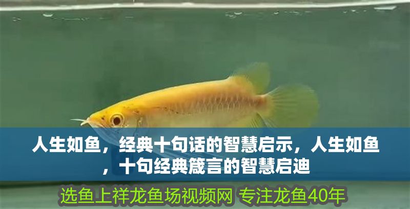 人生如魚，經典十句話的智慧啟示，人生如魚，十句經典箴言的智慧啟迪