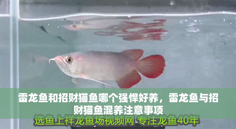 雷龍魚和招財貓魚哪個強(qiáng)悍好養(yǎng)，雷龍魚與招財貓魚混養(yǎng)注意事項
