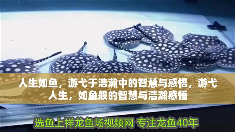 人生如魚(yú)，游弋于浩瀚中的智慧與感悟，游弋人生，如魚(yú)般的智慧與浩瀚感悟