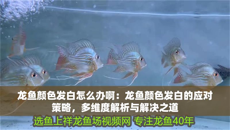 龍魚顏色發(fā)白怎么辦啊：龍魚顏色發(fā)白的應對策略，多維度解析與解決之道
