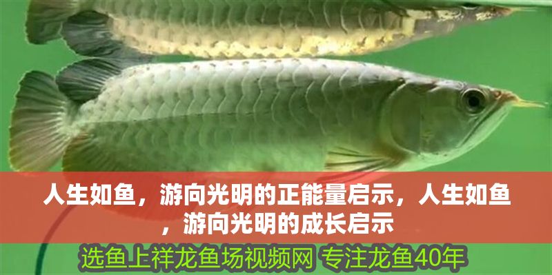 人生如魚，游向光明的正能量啟示，人生如魚，游向光明的成長啟示 人生如魚，游向光明的正能量啟示，人生如魚，游向光明的成長啟示 龍魚百科 第1張