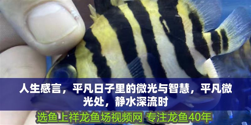 人生感言，平凡日子里的微光與智慧，平凡微光處，靜水深流時