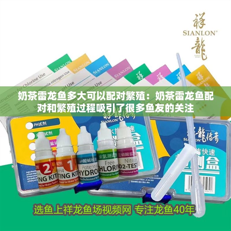 奶茶雷龍魚多大可以配對繁殖：奶茶雷龍魚配對和繁殖過程吸引了很多魚友的關注 奶茶雷龍魚多大可以配對繁殖：奶茶雷龍魚配對和繁殖過程吸引了很多魚友的關注 龍魚百科 第2張