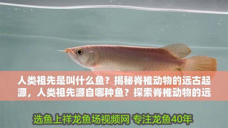 人類祖先是叫什么魚？揭秘脊椎動物的遠(yuǎn)古起源，人類祖先源自哪種魚？探索脊椎動物的遠(yuǎn)古演化之謎