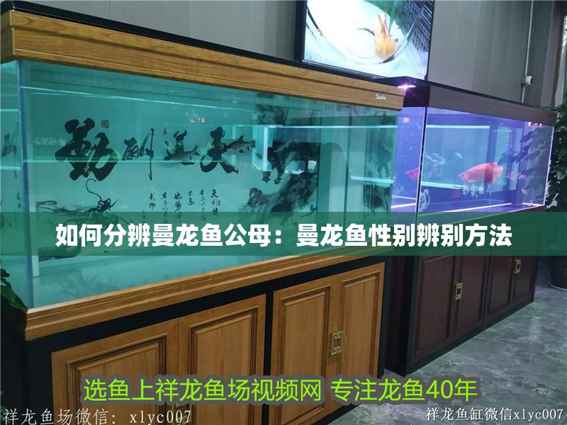 如何分辨曼龍魚公母：曼龍魚性別辨別方法