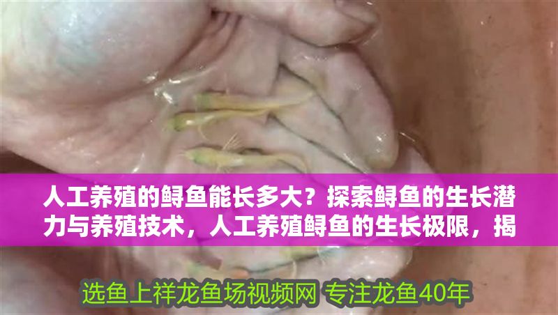 人工養殖的鱘魚能長多大？探索鱘魚的生長潛力與養殖技術，人工養殖鱘魚的生長極限，揭秘體型潛力與高效養殖技術