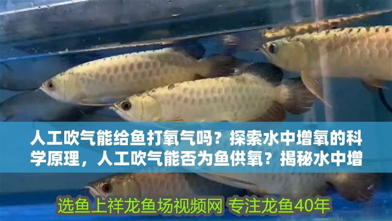 人工吹氣能給魚打氧氣嗎？探索水中增氧的科學原理，人工吹氣能否為魚供氧？揭秘水中增氧的科學真相