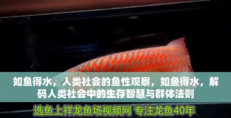 如魚得水，人類社會的魚性觀察，如魚得水，解碼人類社會中的生存智慧與群體法則