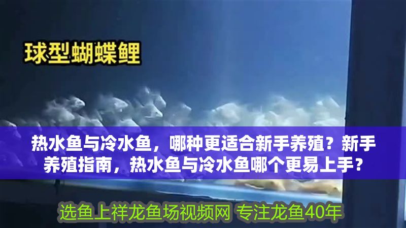 熱水魚與冷水魚，哪種更適合新手養殖？新手養殖指南，熱水魚與冷水魚哪個更易上手？