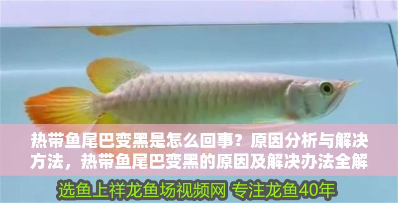 熱帶魚尾巴變黑是怎么回事？原因分析與解決方法，熱帶魚尾巴變黑的原因及解決辦法全解析 熱帶魚尾巴變黑是怎么回事？原因分析與解決方法，熱帶魚尾巴變黑的原因及解決辦法全解析 龍魚百科 第1張