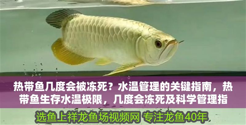 熱帶魚(yú)幾度會(huì)被凍死？水溫管理的關(guān)鍵指南，熱帶魚(yú)生存水溫極限，幾度會(huì)凍死及科學(xué)管理指南