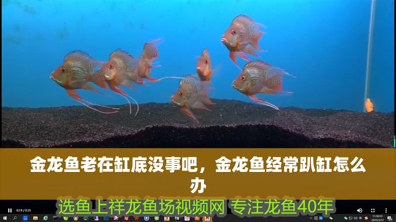 金龍魚老在缸底沒事吧，金龍魚經常趴缸怎么辦