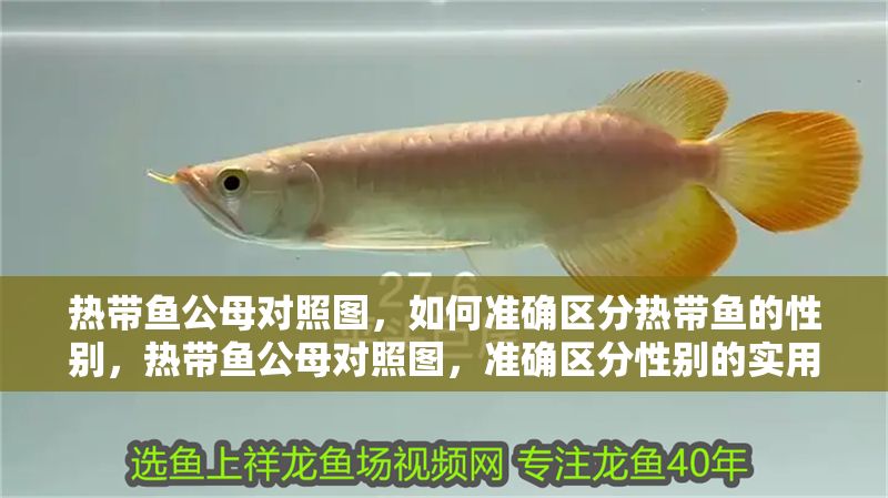 熱帶魚公母對照圖，如何準確區(qū)分熱帶魚的性別，熱帶魚公母對照圖，準確區(qū)分性別的實用指南