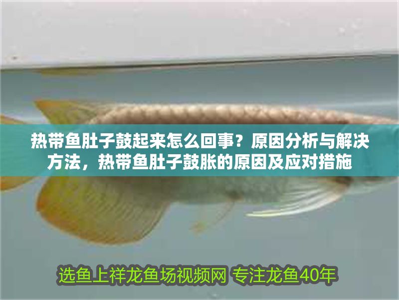 熱帶魚肚子鼓起來怎么回事？原因分析與解決方法，熱帶魚肚子鼓脹的原因及應對措施