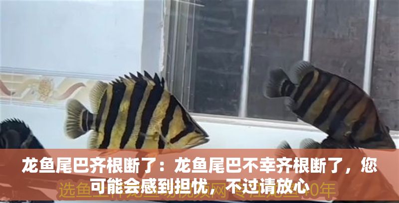 龍魚尾巴齊根斷了：龍魚尾巴不幸齊根斷了，您可能會(huì)感到擔(dān)憂，不過(guò)請(qǐng)放心