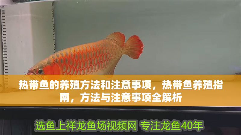 熱帶魚的養殖方法和注意事項，熱帶魚養殖指南，方法與注意事項全解析