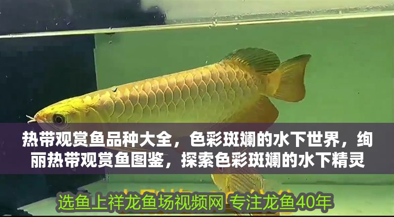 熱帶觀賞魚品種大全，色彩斑斕的水下世界，絢麗熱帶觀賞魚圖鑒，探索色彩斑斕的水下精靈世界
