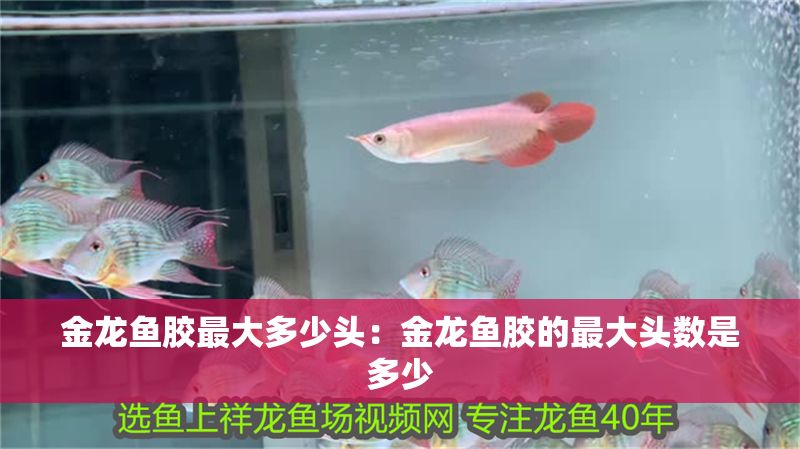金龍魚膠最大多少頭：金龍魚膠的最大頭數(shù)是多少