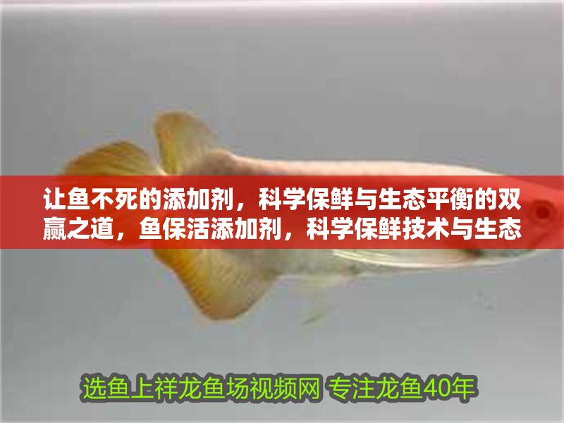 讓魚不死的添加劑，科學保鮮與生態平衡的雙贏之道，魚保活添加劑，科學保鮮技術與生態可持續的完美結合
