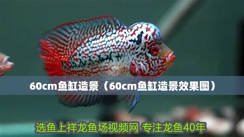 60cm魚缸造景(60cm魚缸造景效果圖) 全國水族館企業名錄 第1張 60cm魚缸造景(60cm魚缸造景效果圖) 60cm魚缸造景(60cm魚缸造景效果圖) 全國水族館企業名錄 第1張