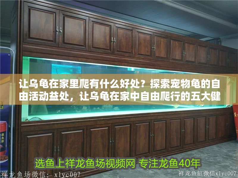 讓烏龜在家里爬有什么好處？探索寵物龜的自由活動益處，讓烏龜在家中自由爬行的五大健康益處