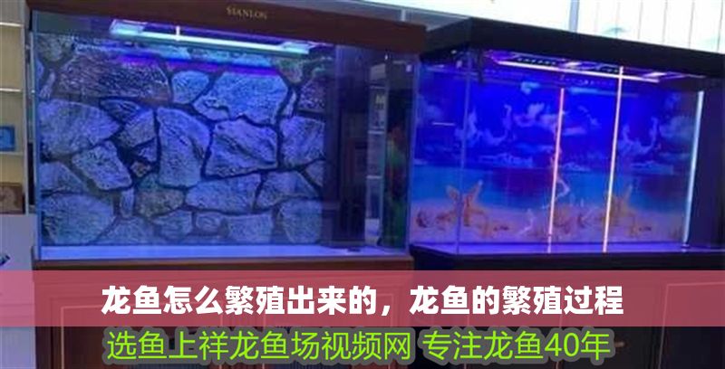 龍魚怎么繁殖出來的，龍魚的繁殖過程