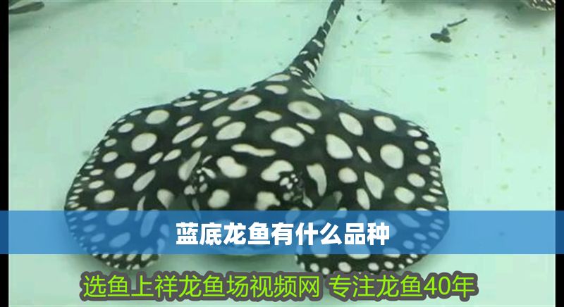 藍底龍魚有什么品種