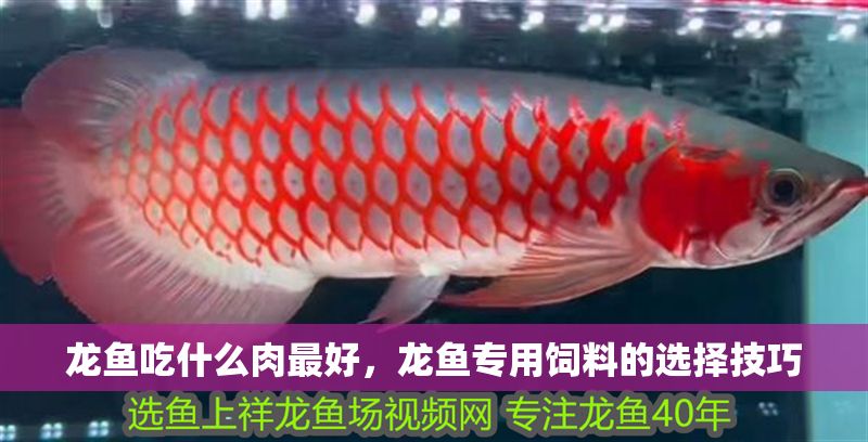 龍魚(yú)吃什么肉最好，龍魚(yú)專(zhuān)用飼料的選擇技巧