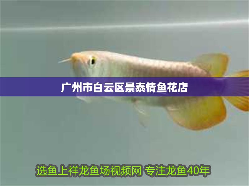廣州市白云區<strong><mark>景泰</mark></strong>情魚花店