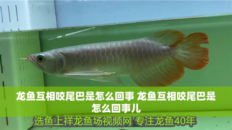 龍魚互相咬尾巴是怎么回事 龍魚互相咬尾巴是怎么回事兒