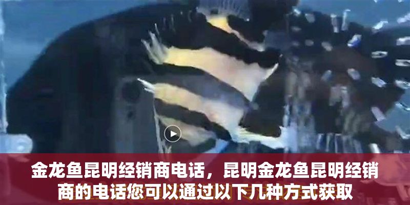 金龍魚昆明經銷商電話，昆明金龍魚昆明經銷商的電話您可以通過以下幾種方式獲取