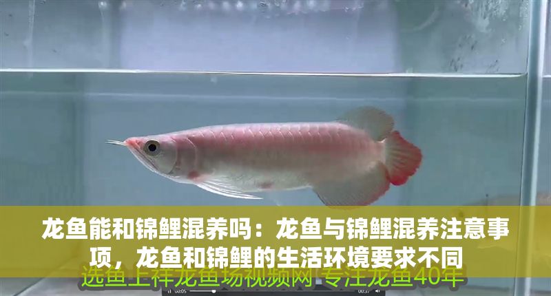 龍魚能和錦鯉混養嗎：龍魚與錦鯉混養注意事項，龍魚和錦鯉的生活環境要求不同