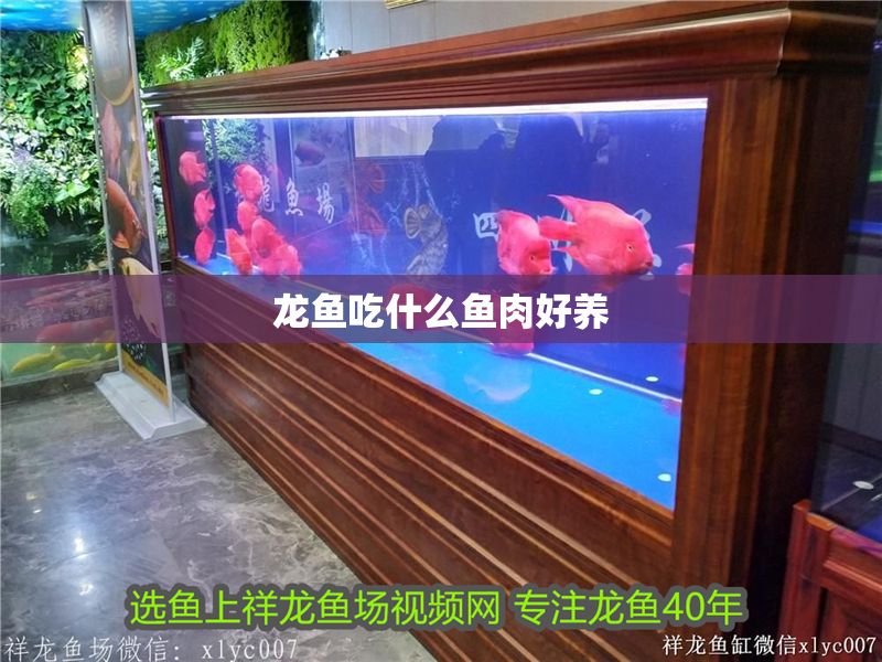 龍魚吃什么魚肉好養
