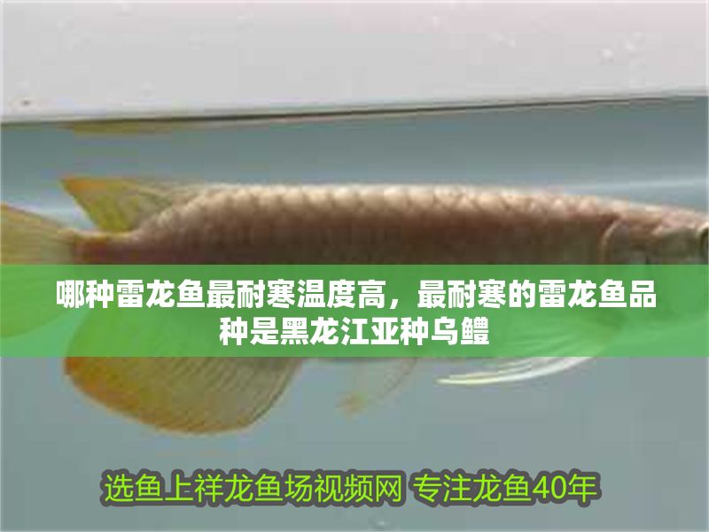 哪種雷龍魚最耐寒溫度高，最耐寒的雷龍魚品種是黑龍江亞種烏鱧
