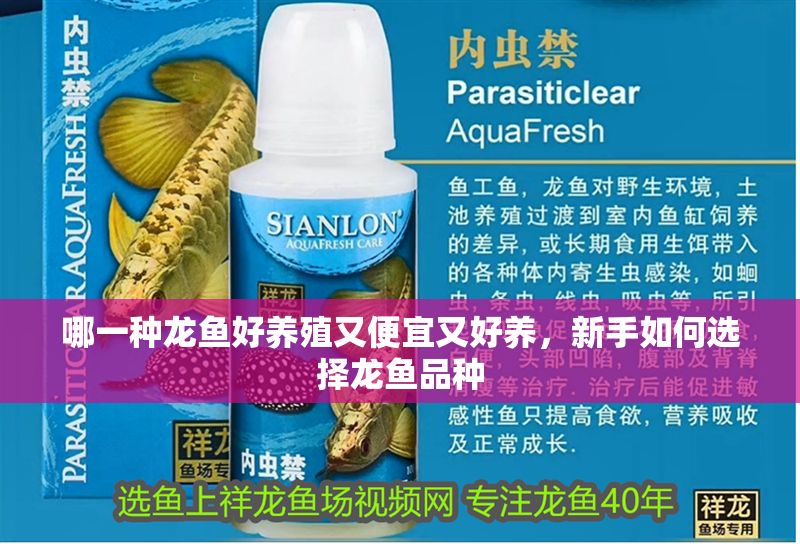 哪一種龍魚好養殖又便宜又好養，新手如何選擇龍魚品種