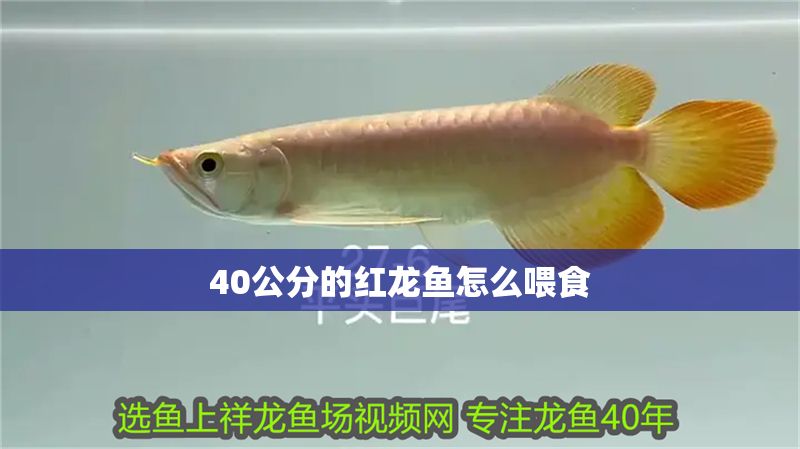 40公分的紅龍魚怎么喂食