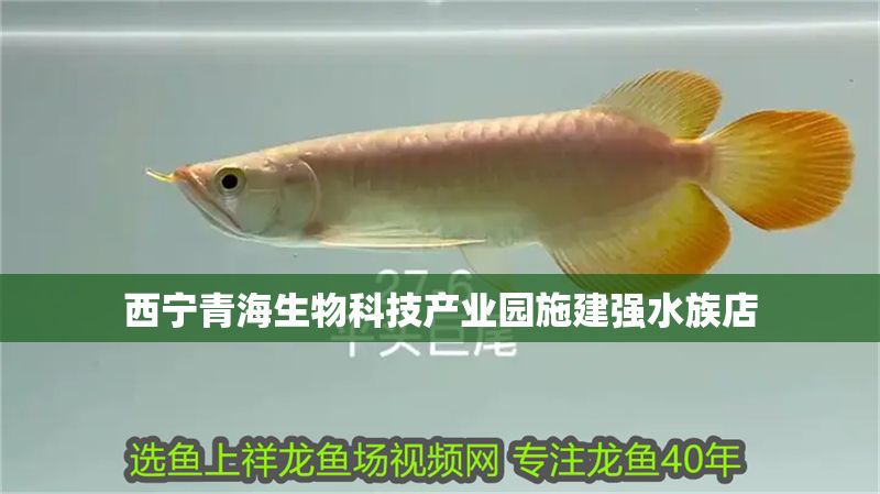 西寧青海生物科技產業園施建強水族店 全國水族館企業名錄 第1張 西寧青海生物科技產業園施建強水族店 西寧青海生物科技產業園施建強水族店 全國水族館企業名錄 第1張