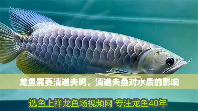 龍魚需要清道夫嗎，清道夫魚對水質的影響
