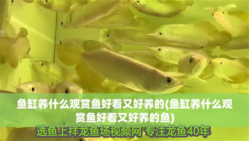 魚缸養(yǎng)什么觀賞魚好看又好養(yǎng)的(魚缸養(yǎng)什么觀賞魚好看又好養(yǎng)的魚)