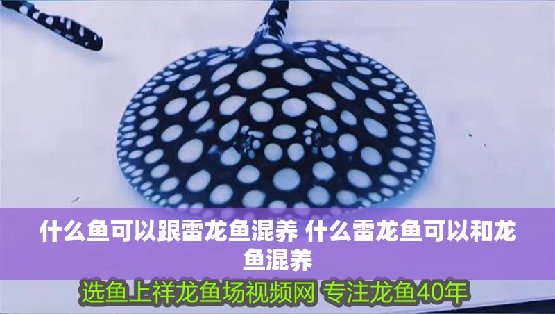 什么魚可以跟雷龍魚混養(yǎng) 什么雷龍魚可以和龍魚混養(yǎng)