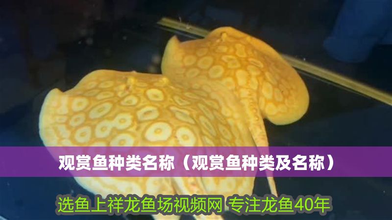 觀賞魚種類名稱（觀賞魚種類及名稱）