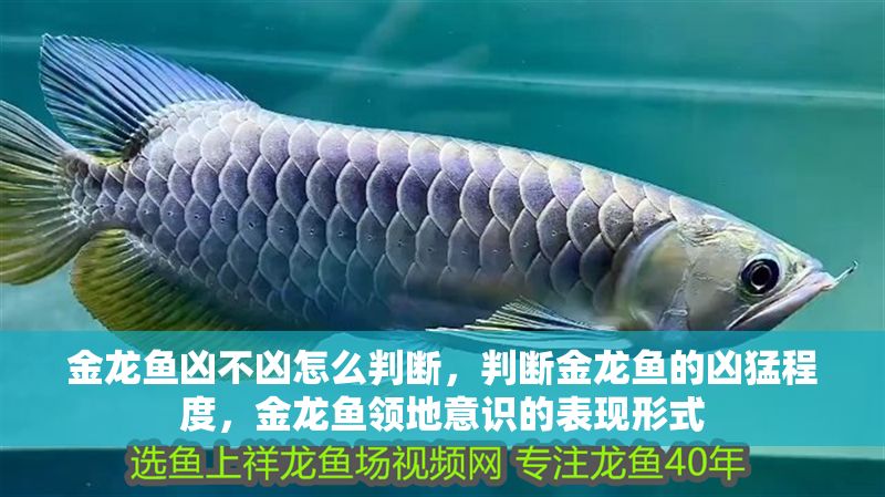 金龍魚兇不兇怎么判斷，判斷金龍魚的兇猛程度，金龍魚領地意識的表現形式