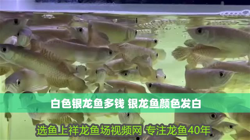 白色銀龍魚多錢 銀龍魚顏色發(fā)白
